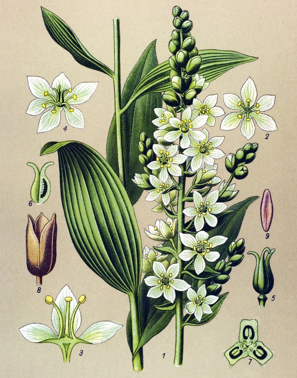 植物板。 静脉（有毒）和药用植物：白藜芦（Veratrum album） 作者 未知艺术家