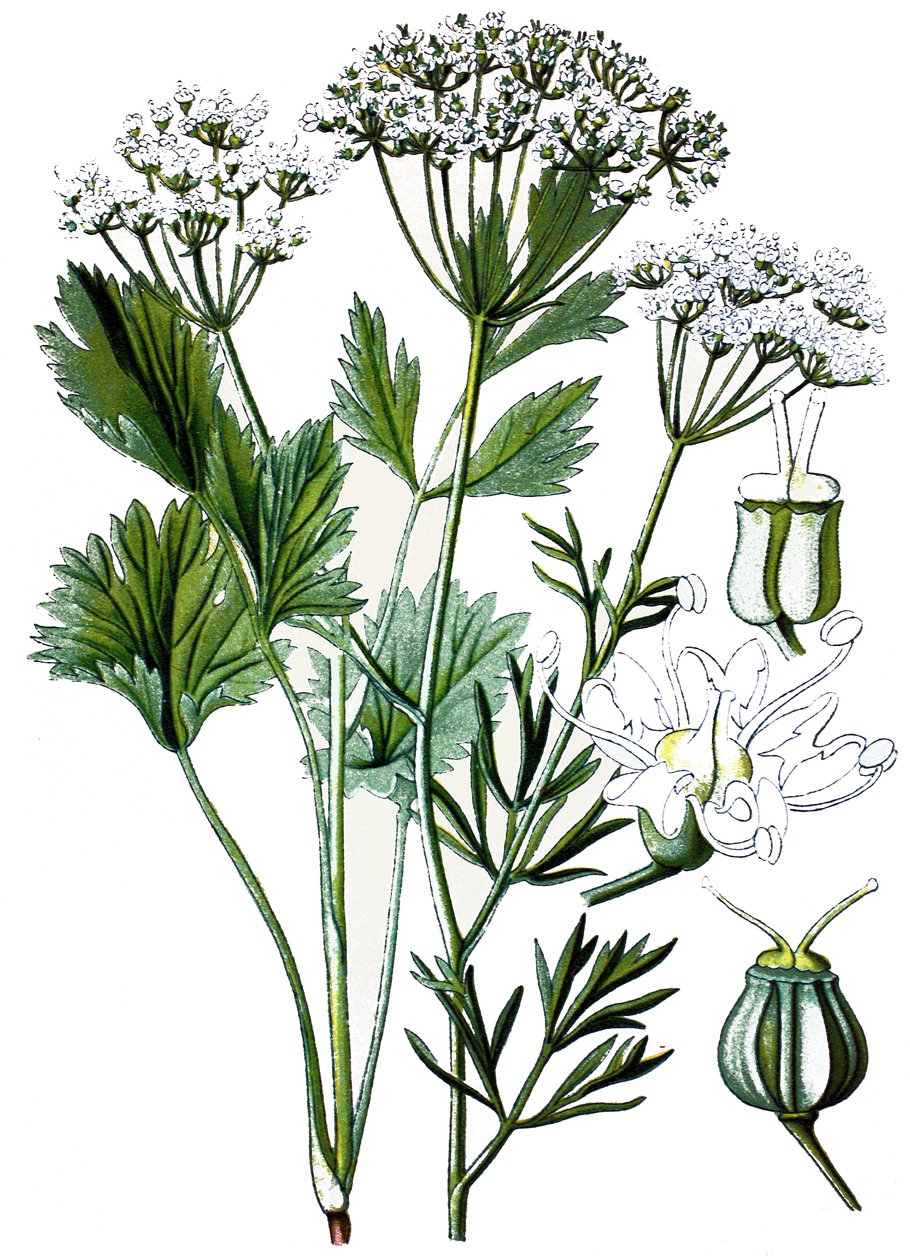 植物板，药用植物：八角，1870 年左右的色版印刷。 作者 未知艺术家