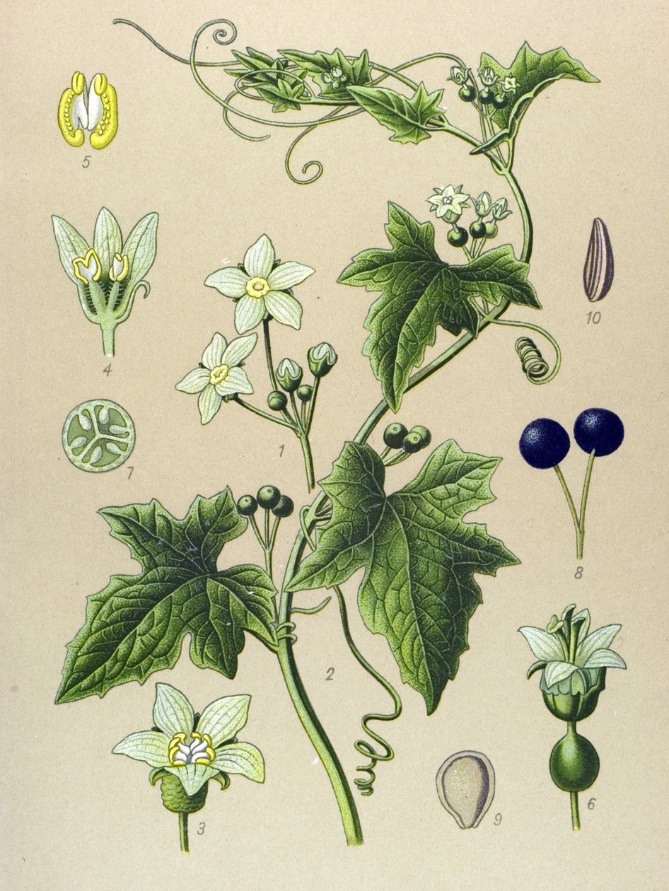 植物板，植物：白头翁（Bryonia alba） 作者 未知艺术家