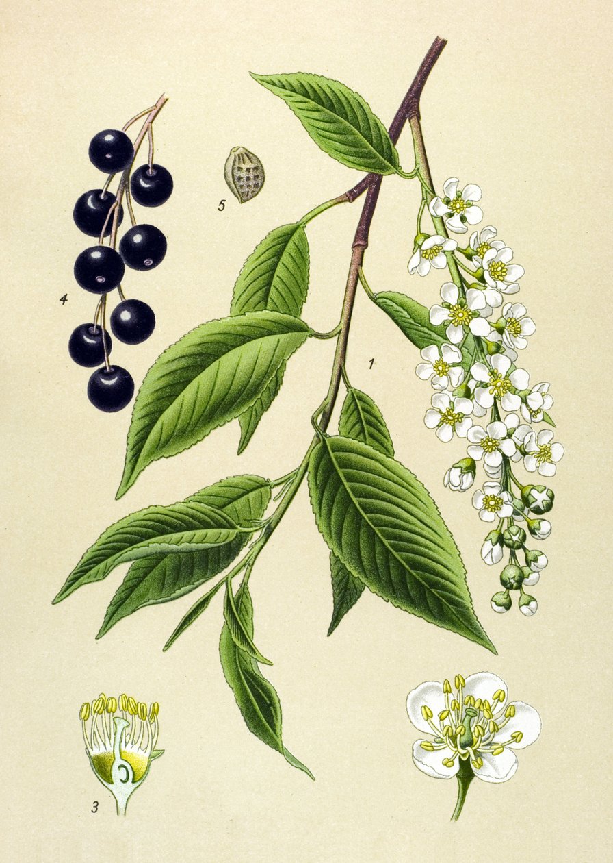 植物板、植物：樱桃树（Prunus padus） 作者 未知艺术家