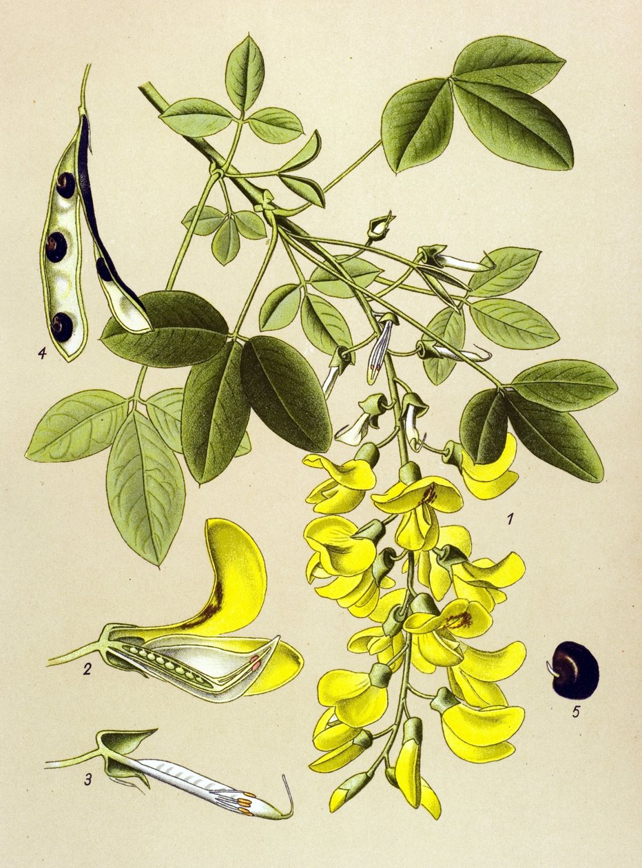 植物板、植物：常见金链花或假乌木 (Cytisus Laburnum) 作者 未知艺术家