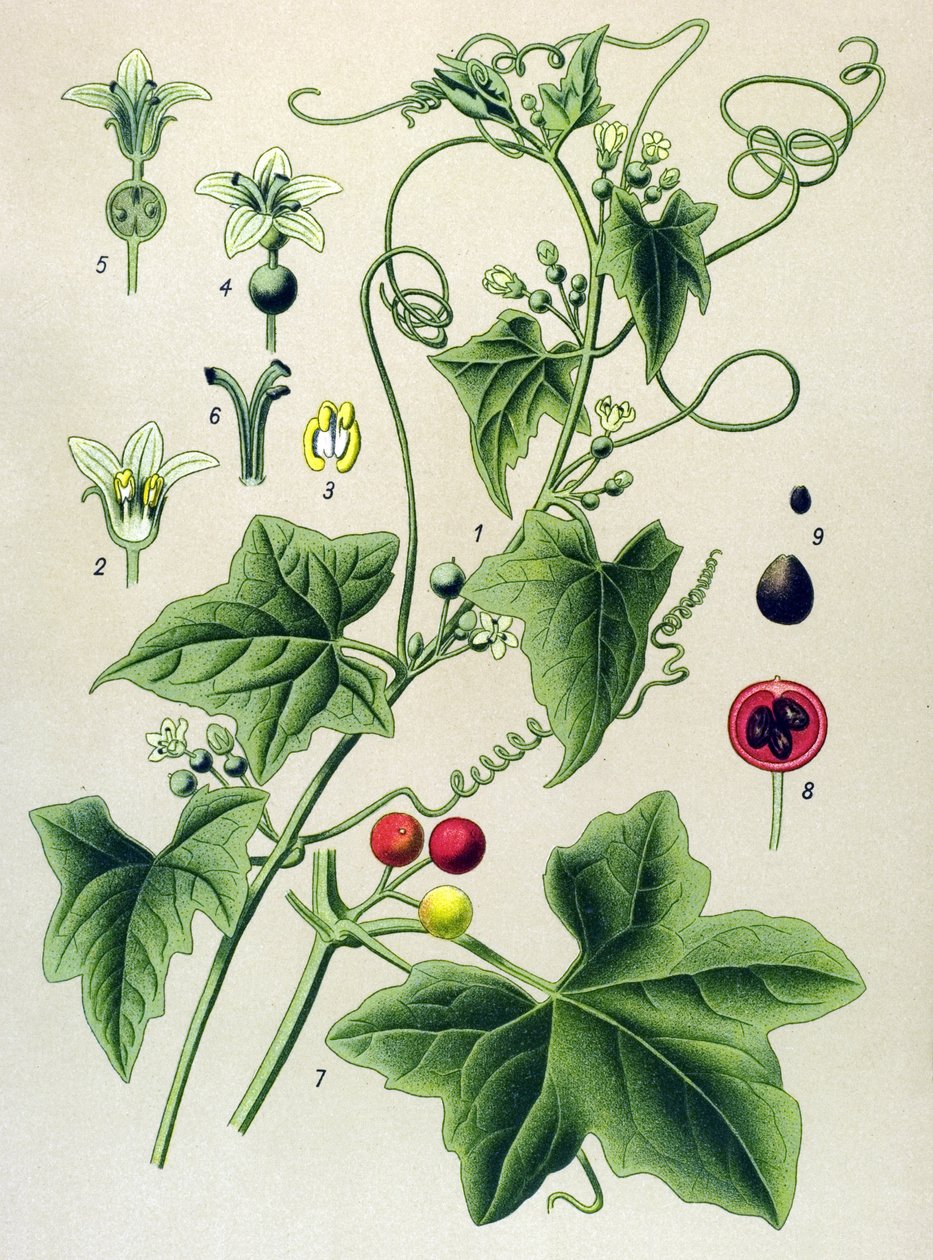 植物板、植物：Dioic bryone (Bryonia dioica) 作者 未知艺术家