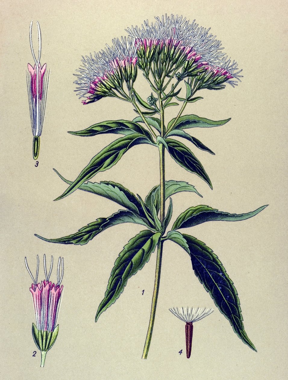 Botanical board, plant: Hemp-leaved eupatorium (Eupatorium cannabinum) 作者 未知艺术家