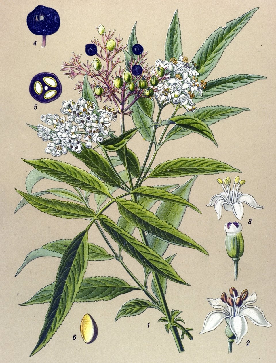 植物板，植物：Hieble 接骨木浆果 (Sambucus ebulus) 作者 未知艺术家