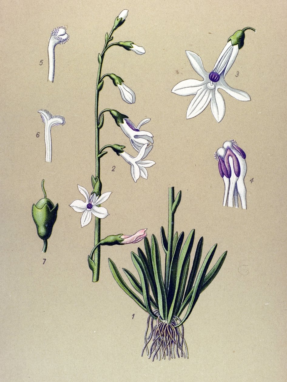 植物板、植物：半边莲 (Lobelia dortmanna) 作者 未知艺术家