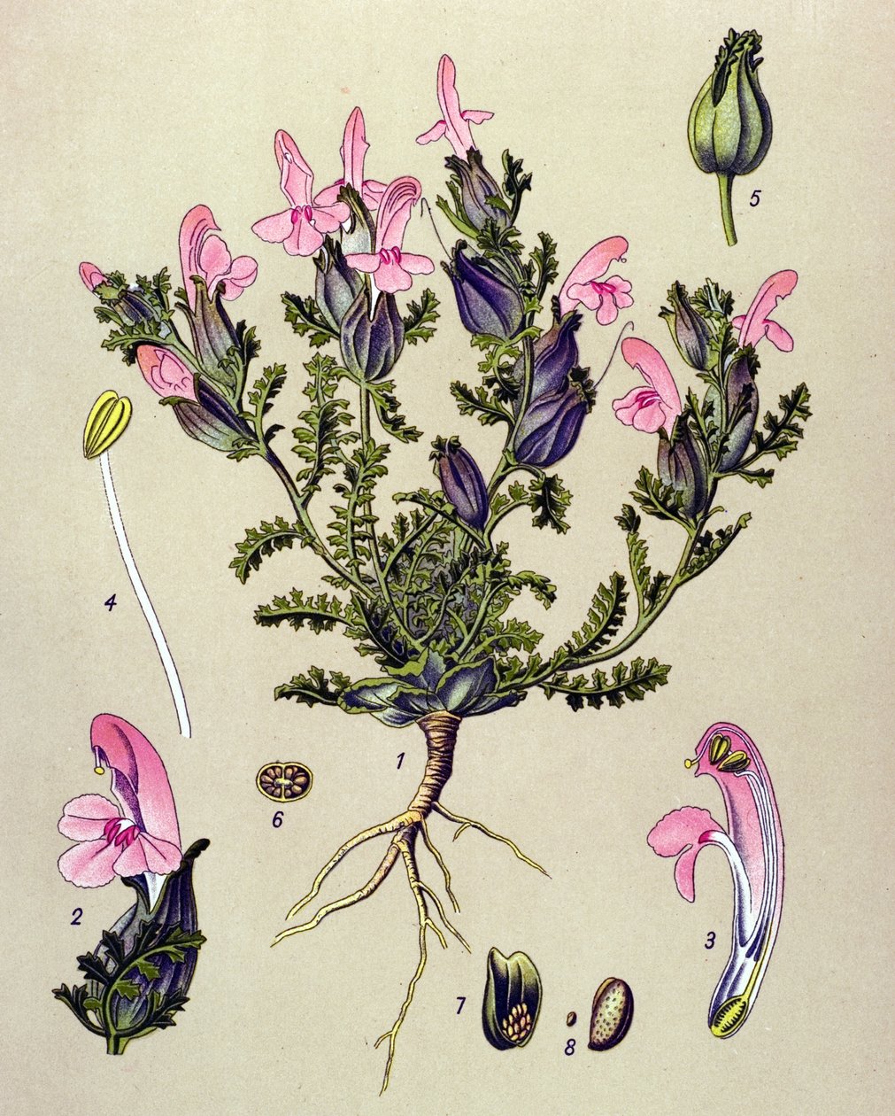 植物板，植物： Pedillaryis sylvatica 作者 未知艺术家