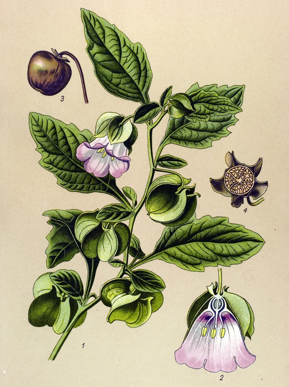 植物板、植物：Perou 梨或 Perou 苹果 (Nicandra physaloides) 作者 未知艺术家