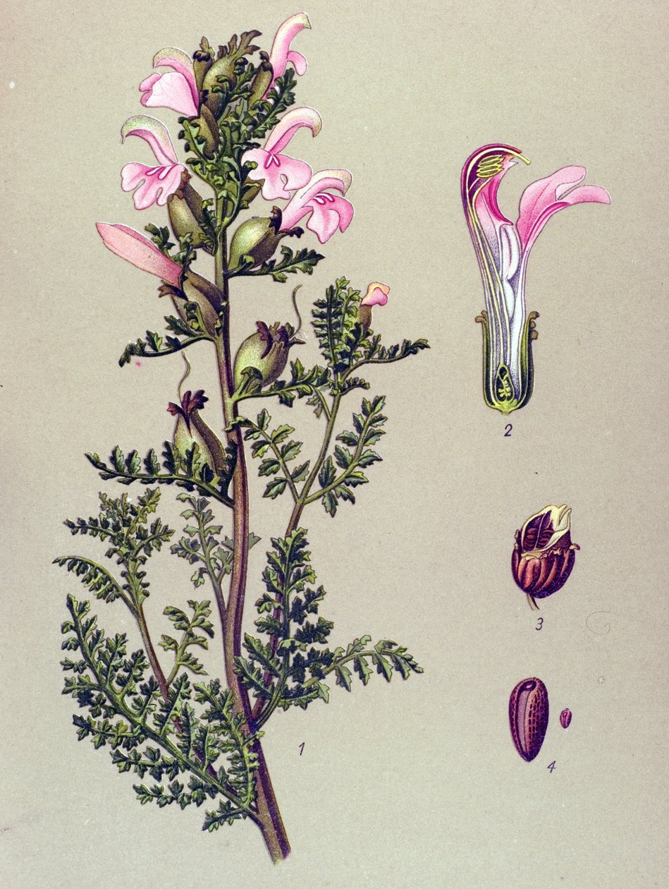 植物板、植物：沼泽马先蒿 (Pedillaryis palustris) 作者 未知艺术家