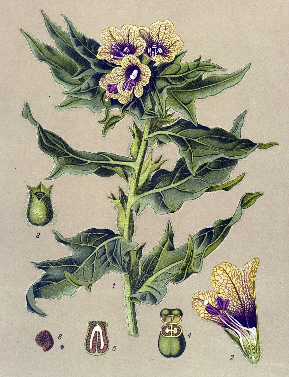 植物板、植物：黑缘（Hyoscyamus niger） 作者 未知艺术家