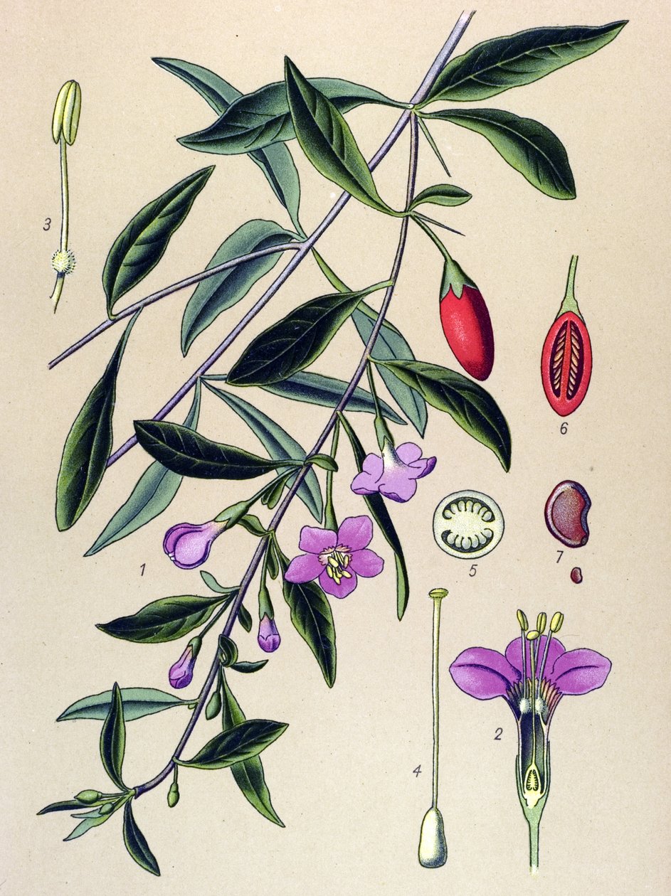 植物板、中药植物：枸杞（Lycium halimifolium） 作者 未知艺术家