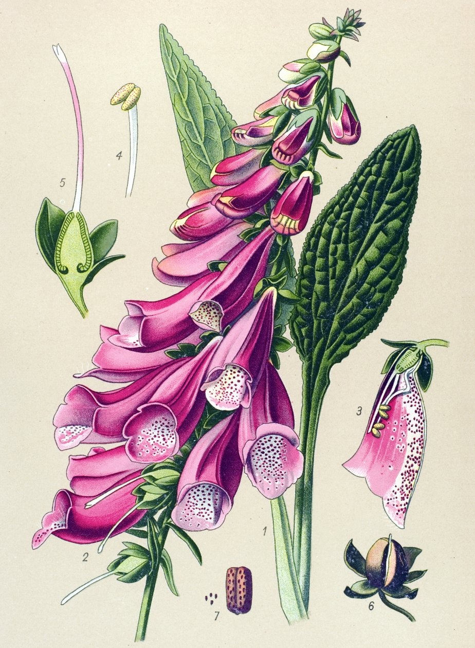 植物板、植物：紫数字（Digitalis purpurea） 作者 未知艺术家