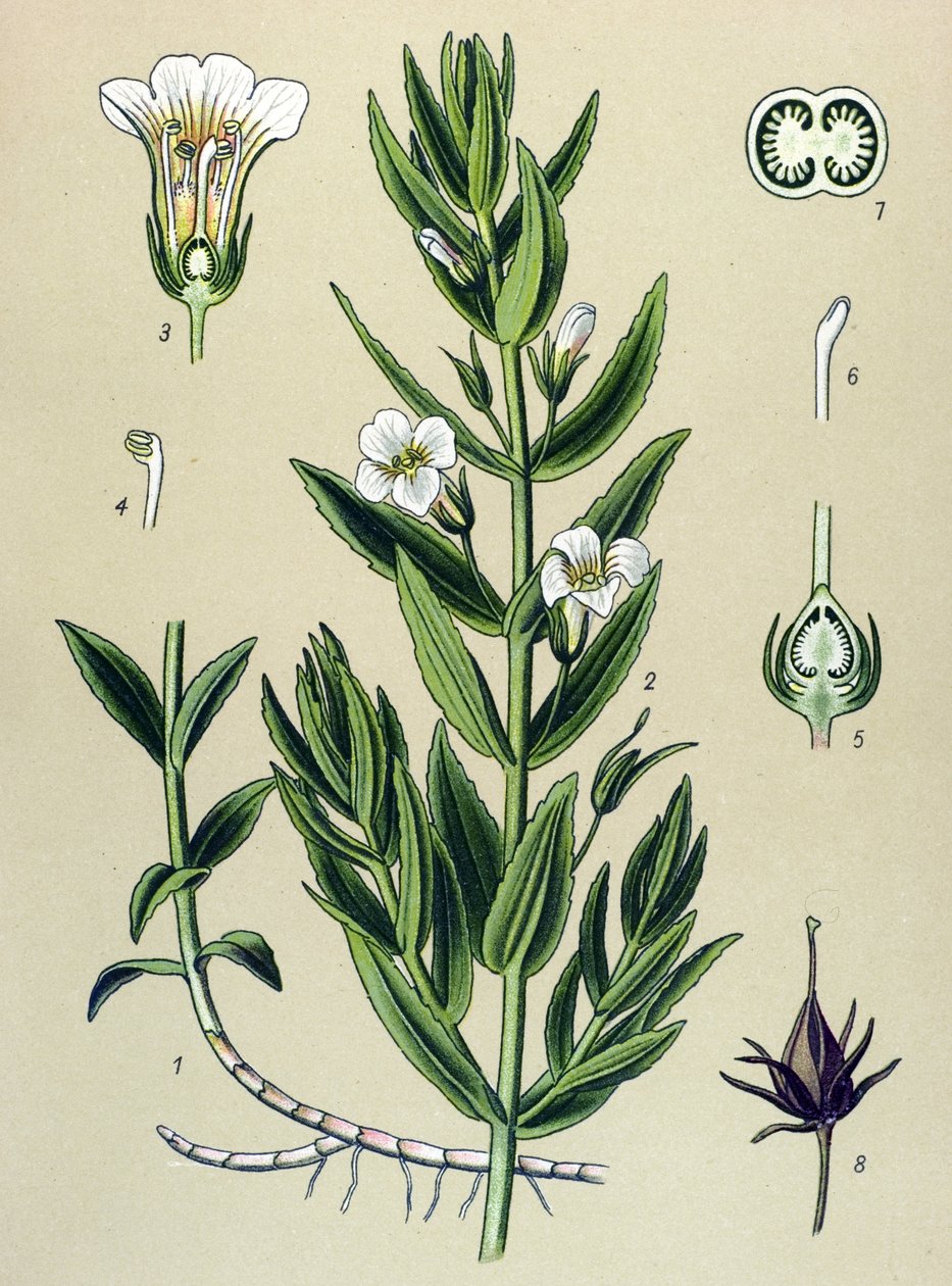 植物板、植物：gratiole officinale (Gratiola officinalis) 作者 未知艺术家