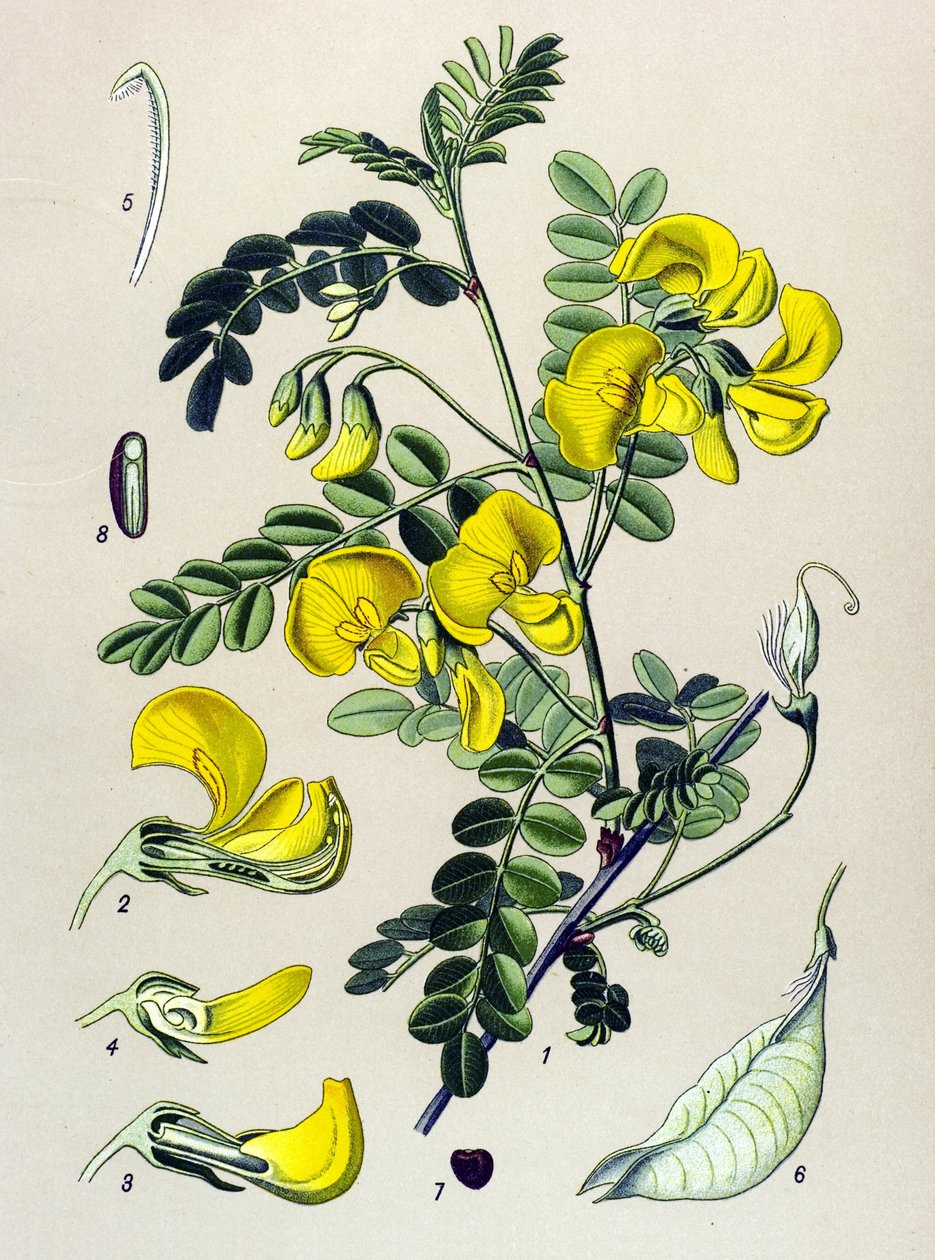 植物板，植物：树狸（Colutea arborescens） 作者 未知艺术家
