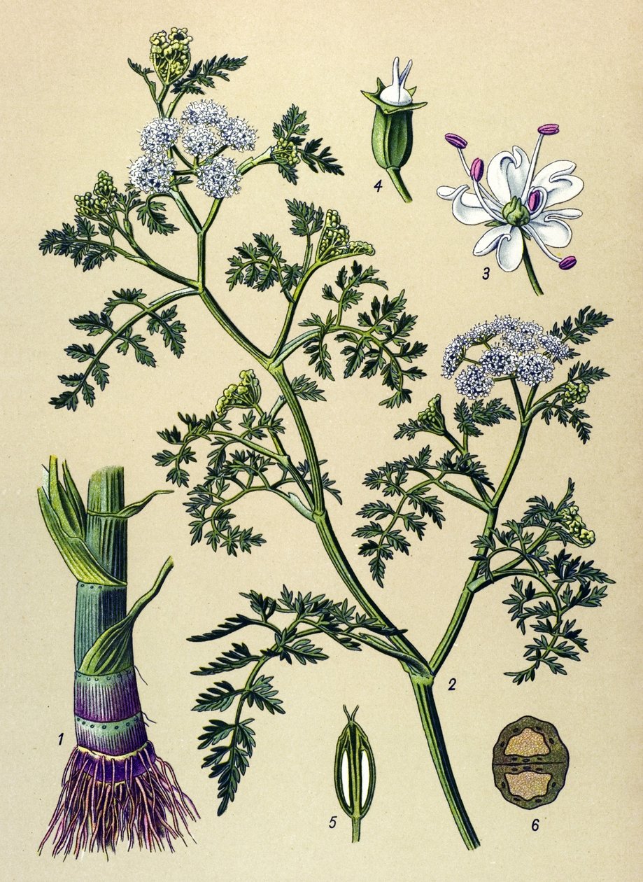 植物板，有毒和药用植物：水生泽兰（Oenanthe aquatica） 作者 未知艺术家