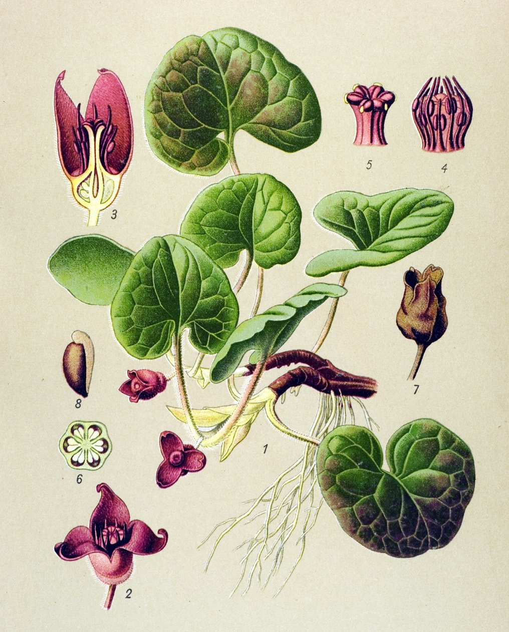 植物板，有毒和药用植物：欧洲鸢尾（Asarum europaeum） 作者 未知艺术家