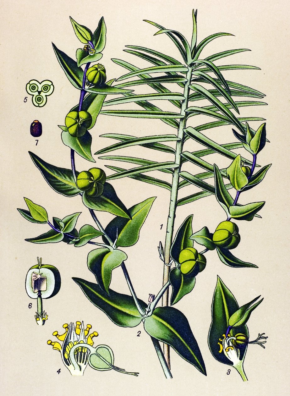 植物板，有毒和药用植物：大戟（Euphorbia epurge）（Euphorbia lathyris 作者 未知艺术家