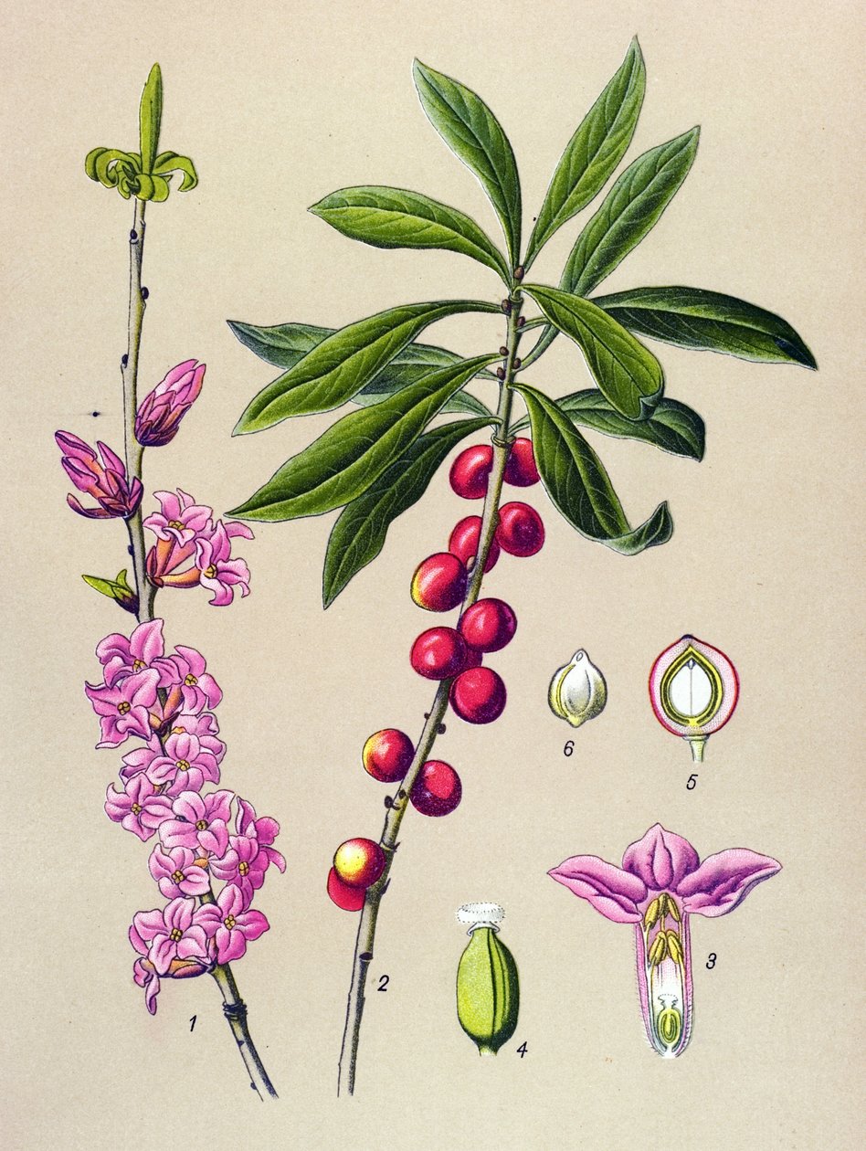 Botanical board, poisonous and medicinal plant: Pretty wood (Daphne Mezereum) 作者 未知艺术家
