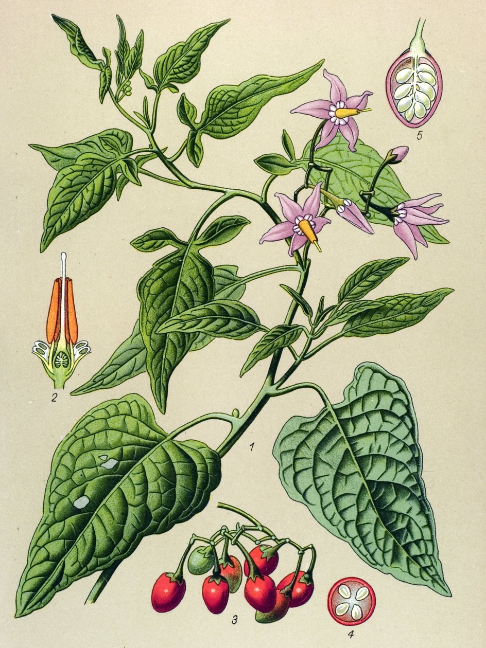 Botanical board, poisonous and medicinal plant: The sweet bitter (Solanum dulcamara) 作者 未知艺术家