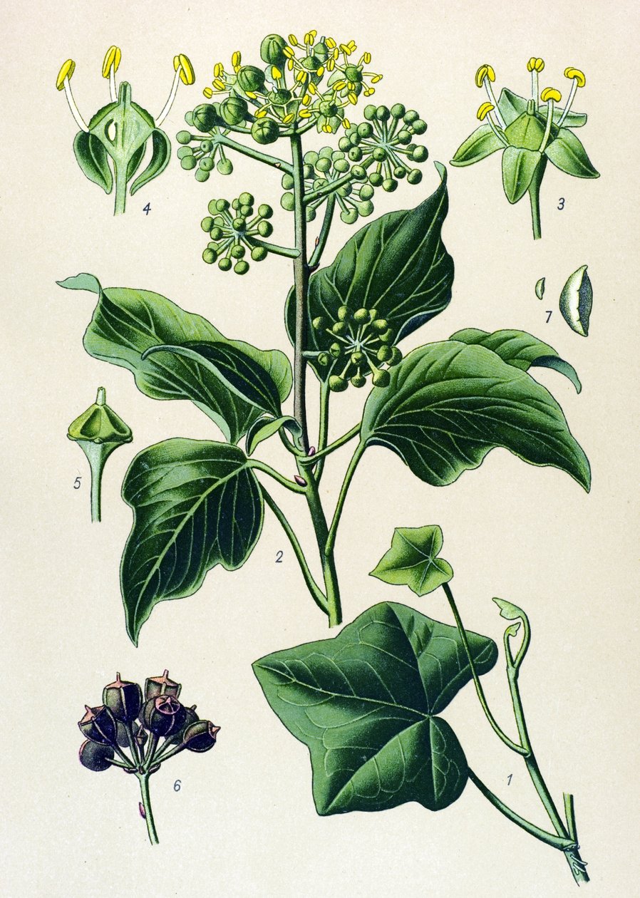 植物板、有毒和药用植物：攀援常春藤或普通常春藤（Hedera helix） 作者 未知艺术家