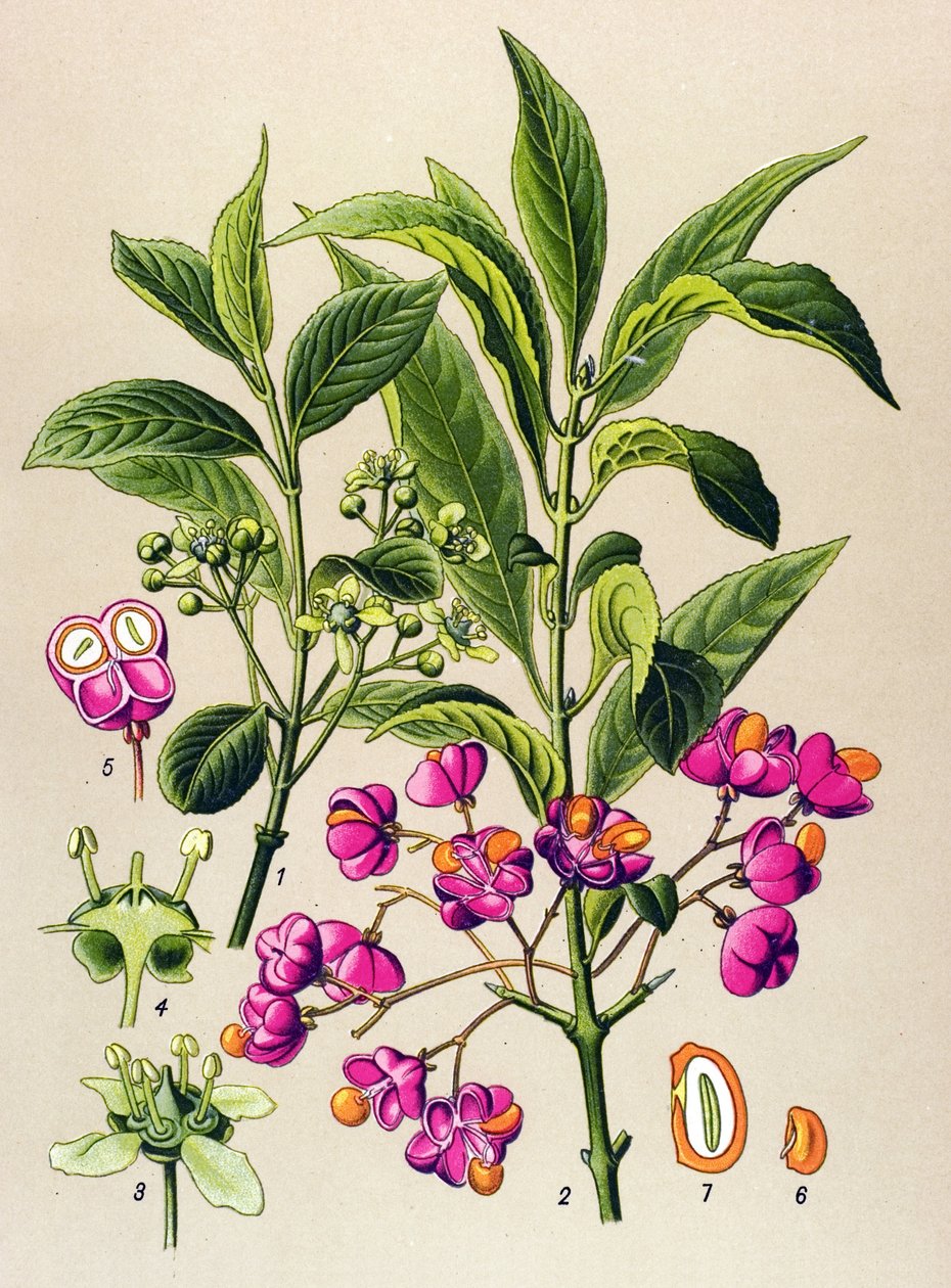 植物板，有毒植物：欧洲木炭（Euonymus europaeus） 作者 未知艺术家