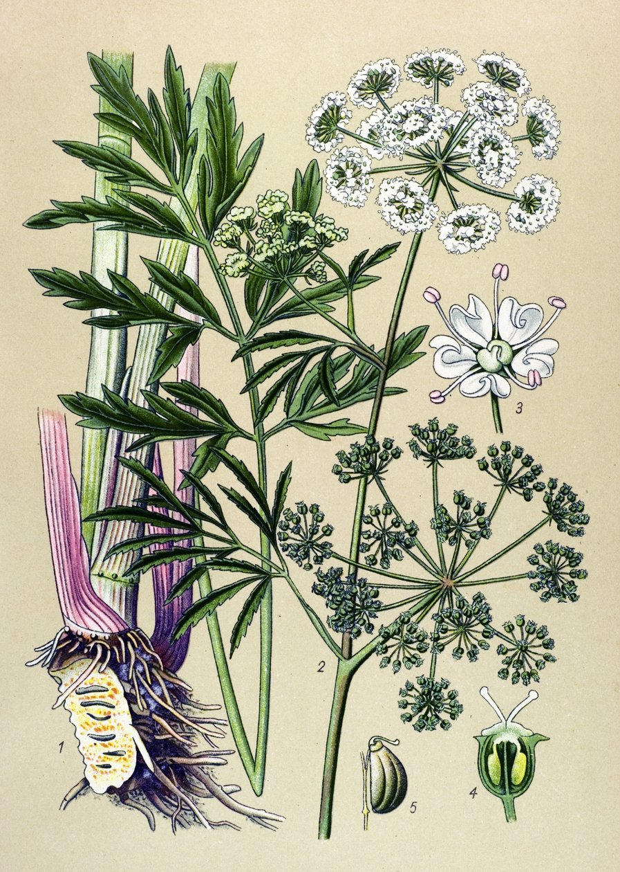 植物板，有毒（有毒）和药用植物：水生铁杉（Cicuta virosa）。 作者 未知艺术家