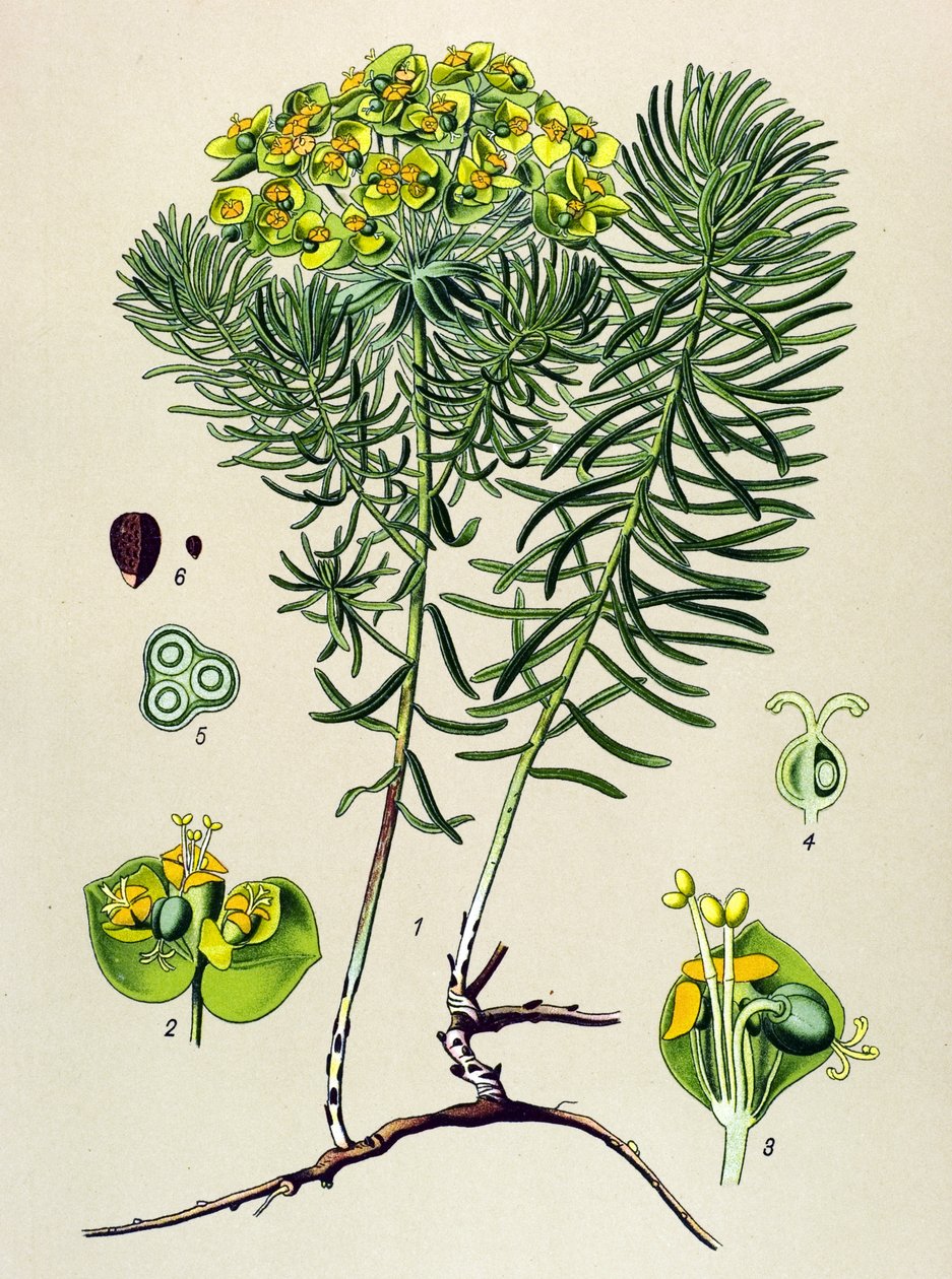植物板、静脉（有毒）和药用植物：大戟科植物小茜草（Euphorbia cyparissias) 作者 未知艺术家