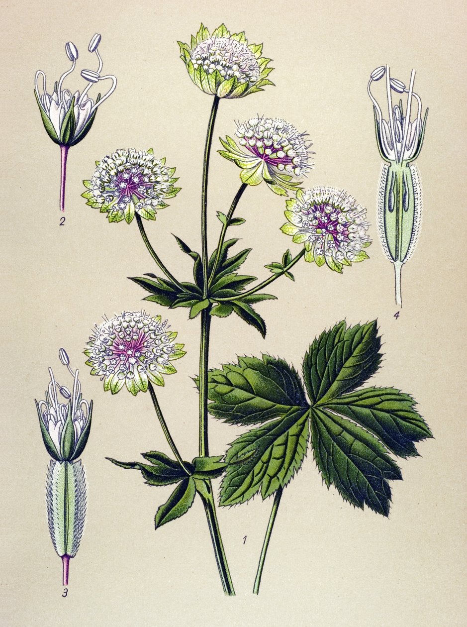 植物板，静脉（有毒）和药用植物：大阿斯特兰斯（Astrantia Major） 作者 未知艺术家