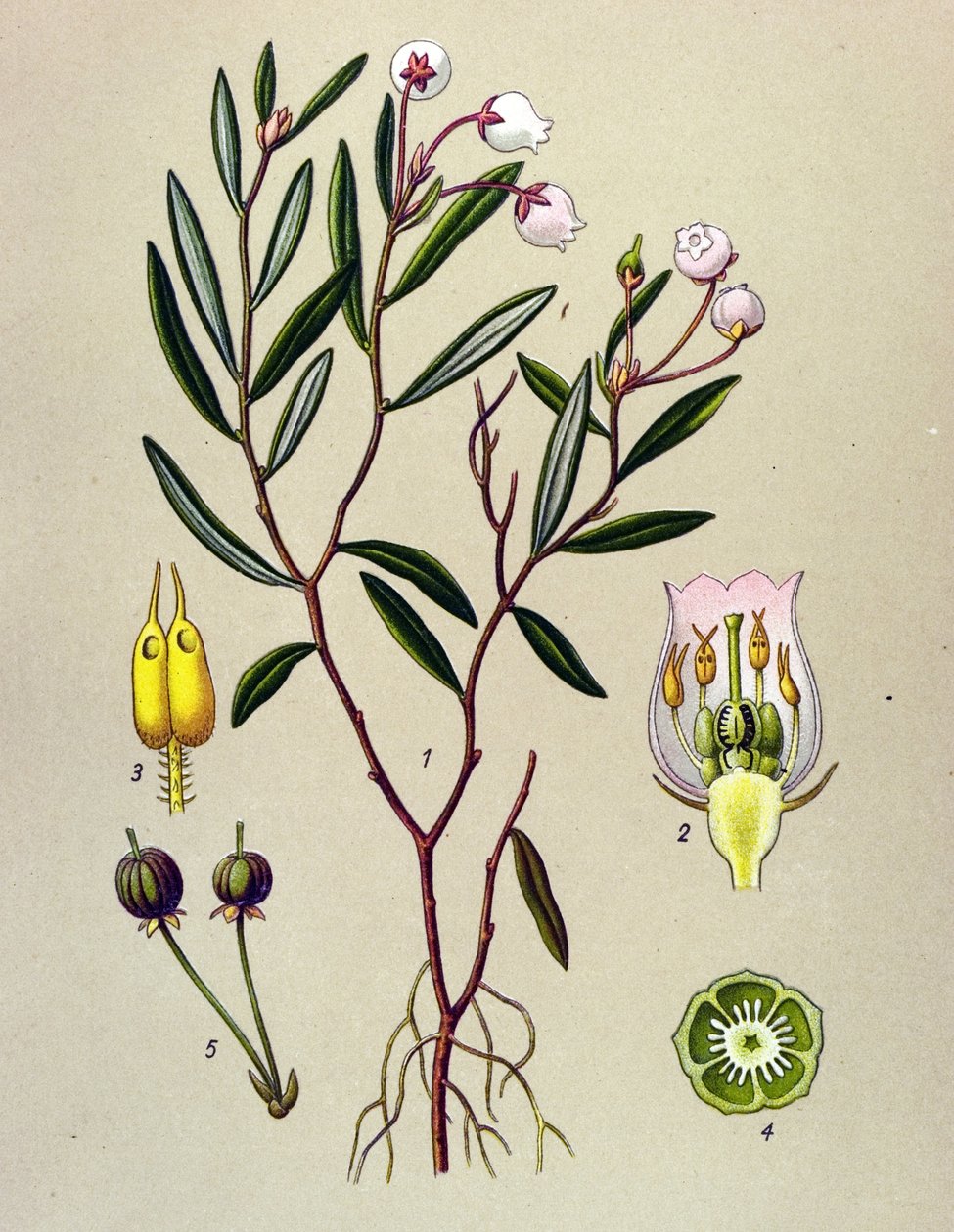 植物板，有毒植物（有毒）：Andromede has polium leaves (Andromeda polifolia) 作者 未知艺术家
