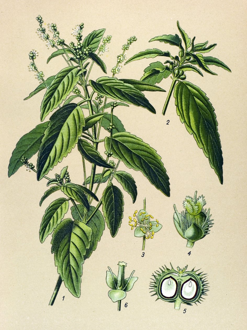 植物板，静脉植物（有毒）：一年生丝光草（Mercurialis annua） 作者 未知艺术家
