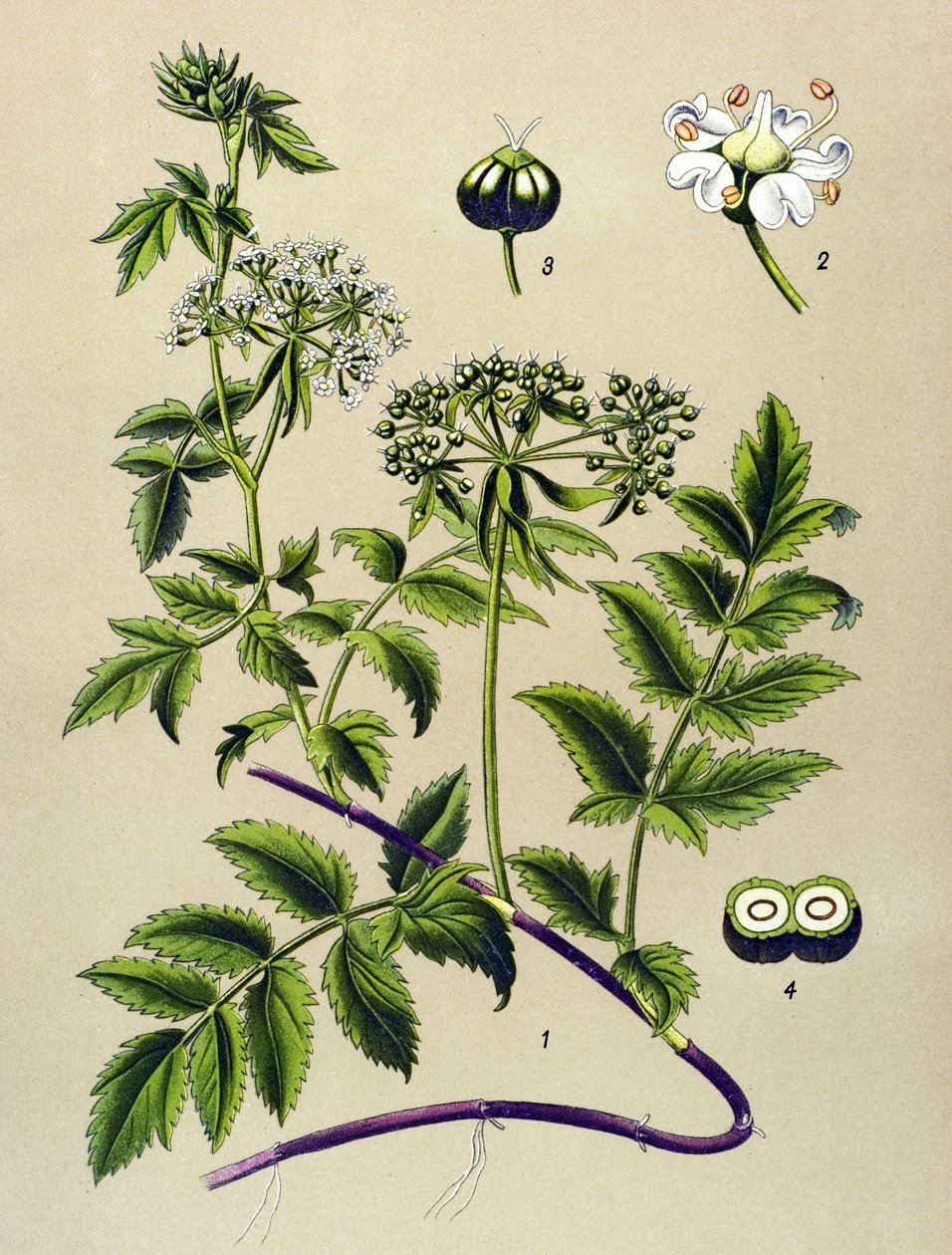 植物板，静脉植物（有毒）：伯乐树（Berula angustifolia） 作者 未知艺术家