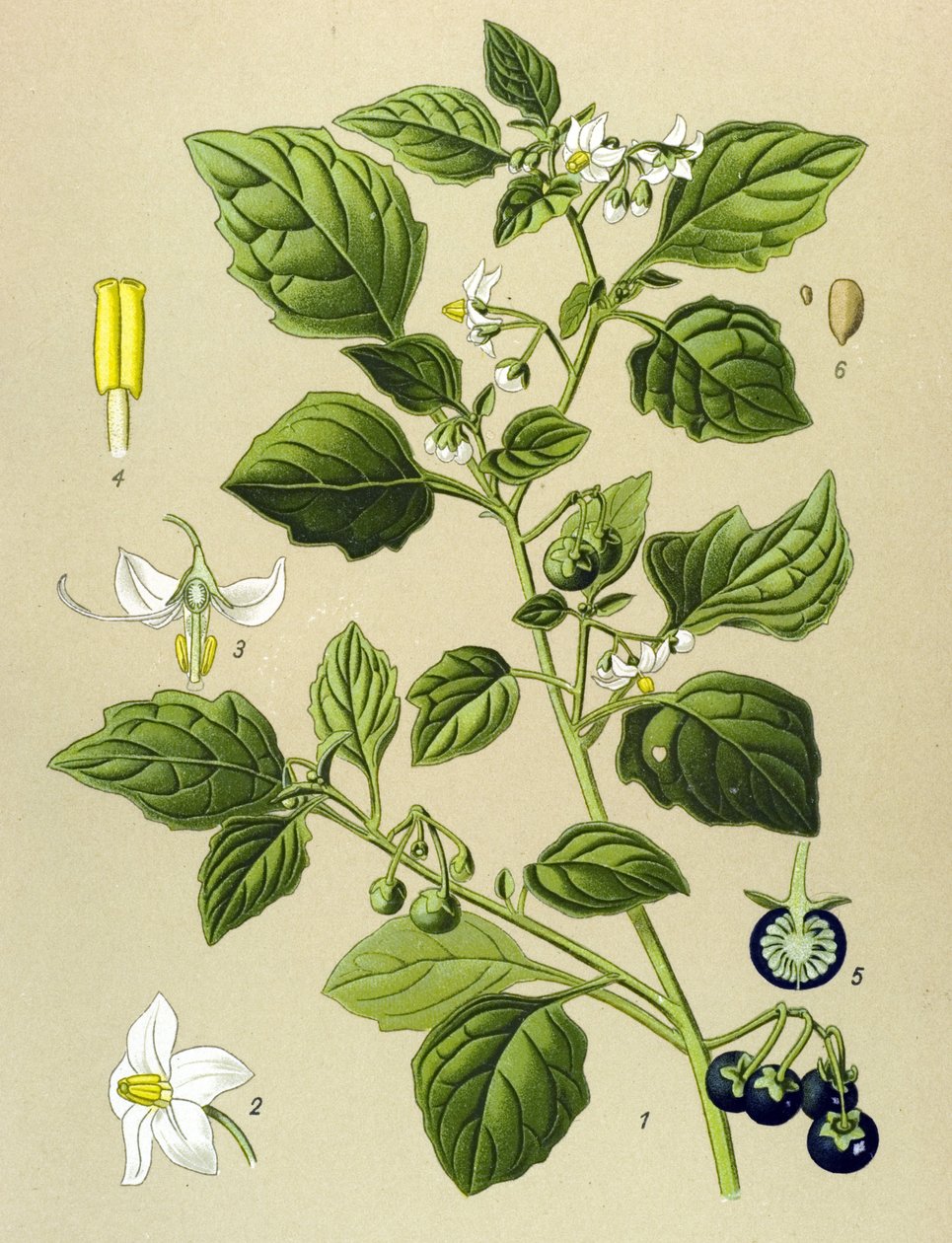 植物板，有毒植物（有毒）：黑龙葵（Solanum nigrum） 作者 未知艺术家
