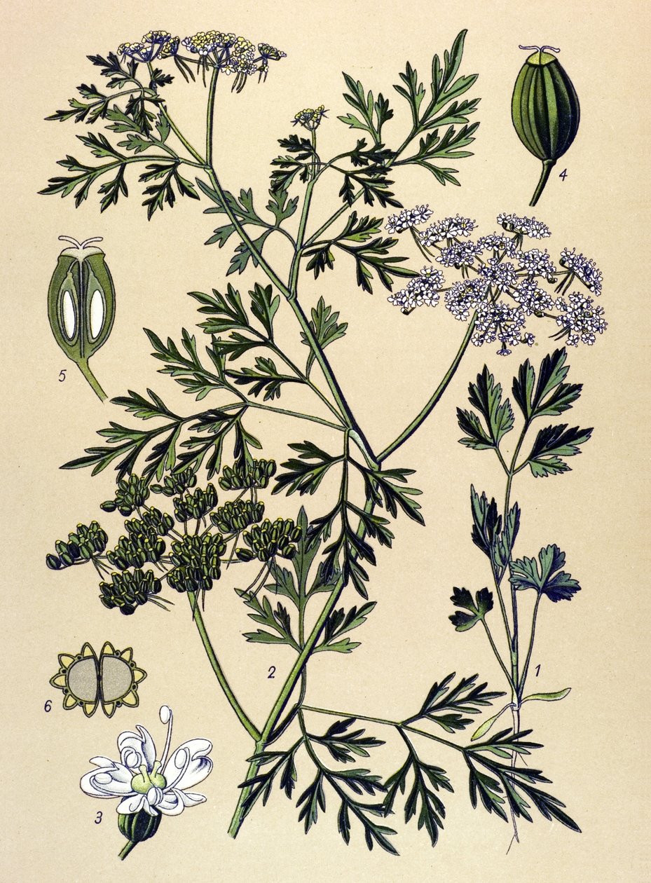 植物板，静脉植物（有毒）：狗香芹或假香芹（Aethusa cynapium） 作者 未知艺术家