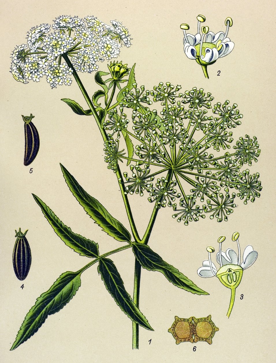 植物板，静脉植物（有毒）：大贝勒（Sium latifolium） 作者 未知艺术家