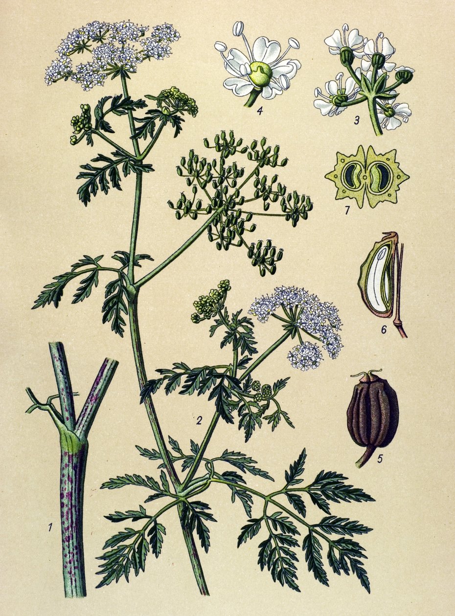 植物板，有毒植物（有毒）：铁杉（Conium maculatum） 作者 未知艺术家