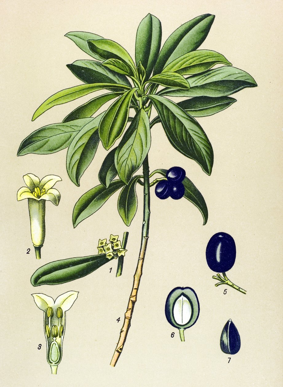 植物板，有毒植物（有毒）：月桂树（Daphne Laureola） 作者 未知艺术家