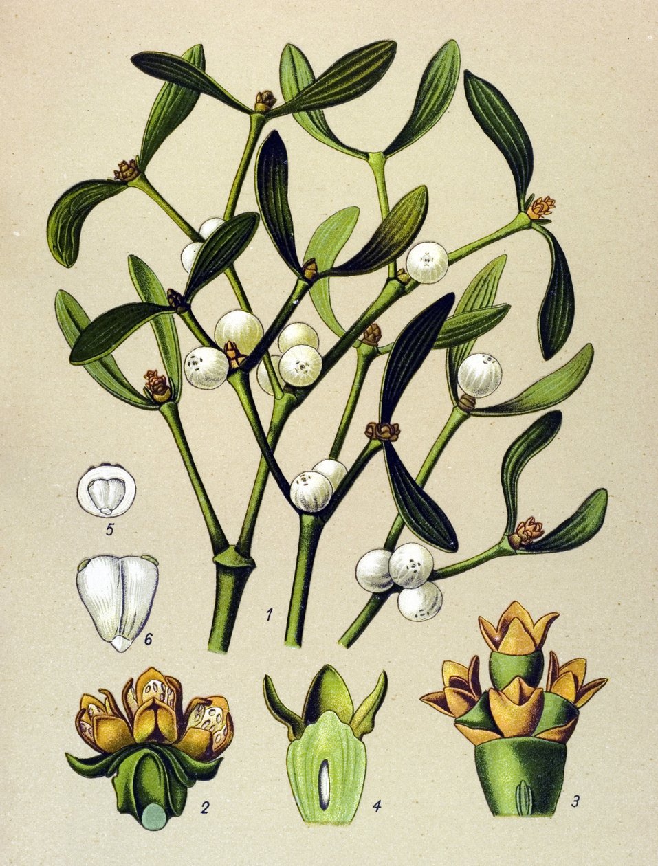 植物板，有毒植物（有毒）：叶槲寄生（Viscumalbum） 作者 未知艺术家