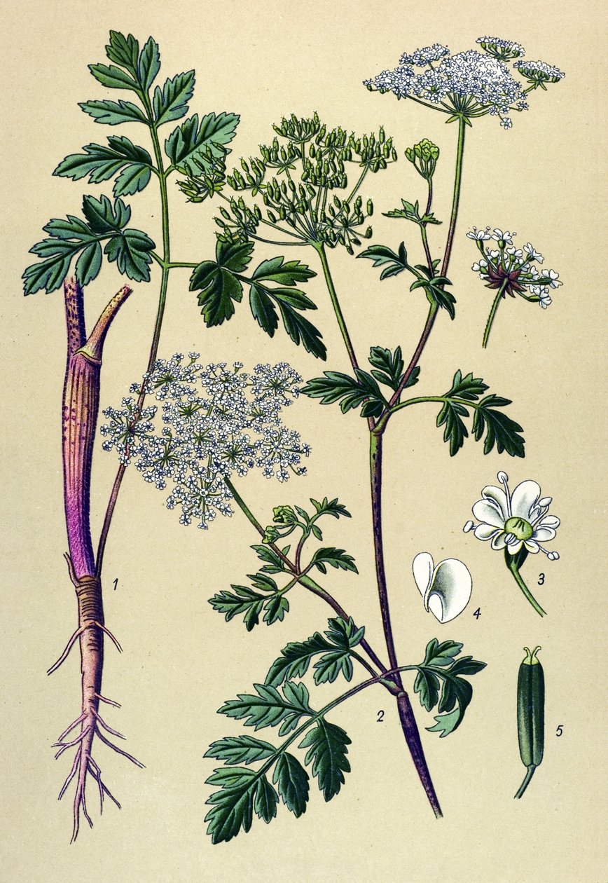 植物板，静脉植物（有毒）：斜叶芹（Chaerophyllum temulum） 作者 未知艺术家