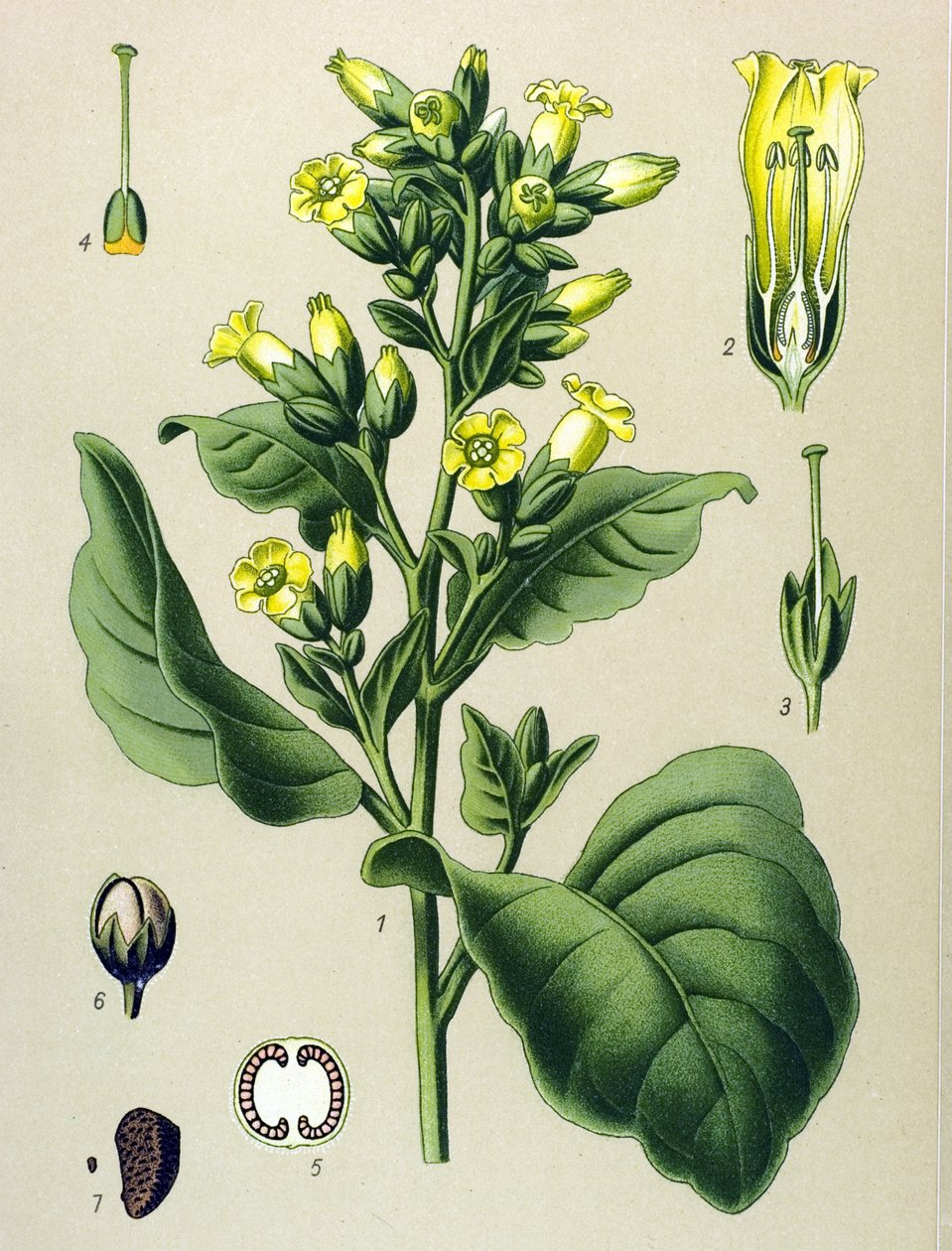 植物板，静脉植物（有毒）：马帕乔白烟草（Nicotiana rustica）（Nicotiana tabacum） 作者 未知艺术家