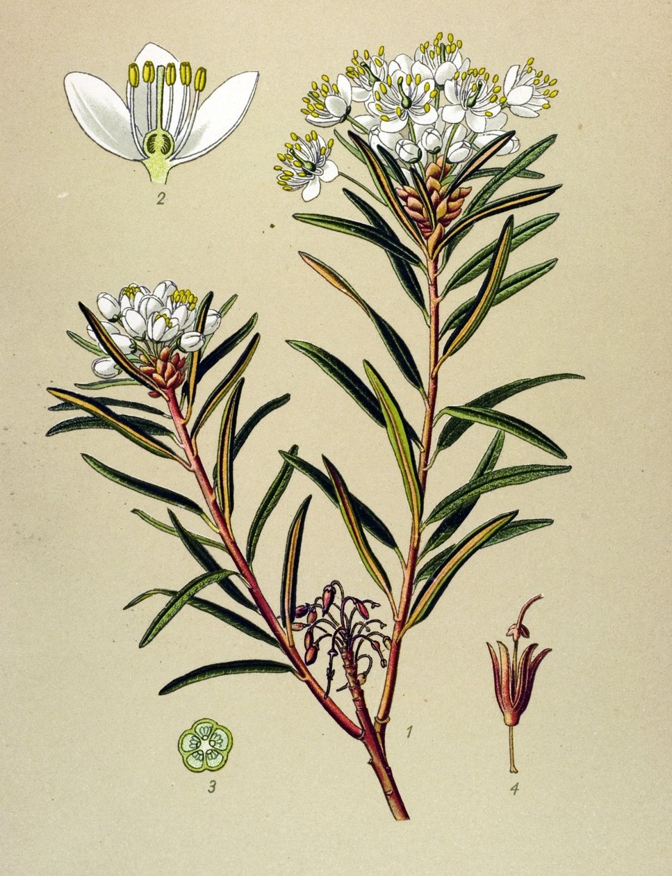 植物板，有毒植物（有毒）：Marsh Ledon (Ledum palustre) 作者 未知艺术家