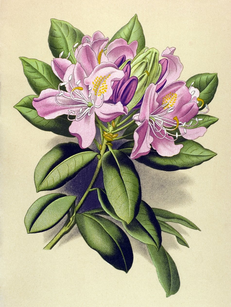 Botanical board, venenous plant (toxic): Pontic Rhododendron (Rhododendron pontium)   1428046   zh       chinese Successfully Translated  Original: Dreamcore-breathlessly timeless_inuit-05 Translat: Dreamcore-breathlessly timeless_inuit-05 1480192 zh chine 作者 未知艺术家