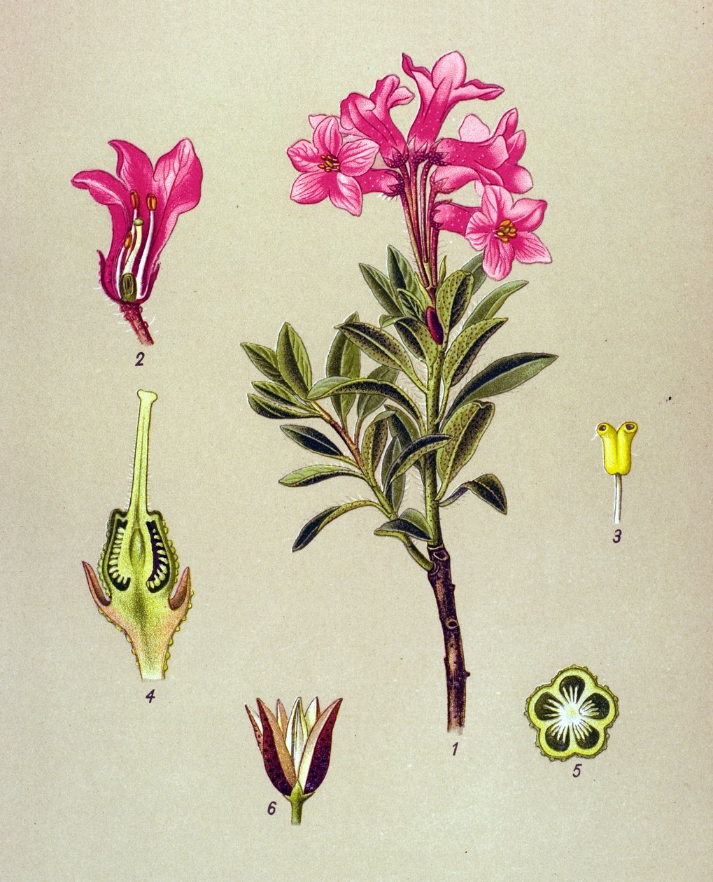植物板，静脉植物（有毒）：杜鹃花（Rhododendron cilie）（Rhododendron hirsutum 作者 未知艺术家