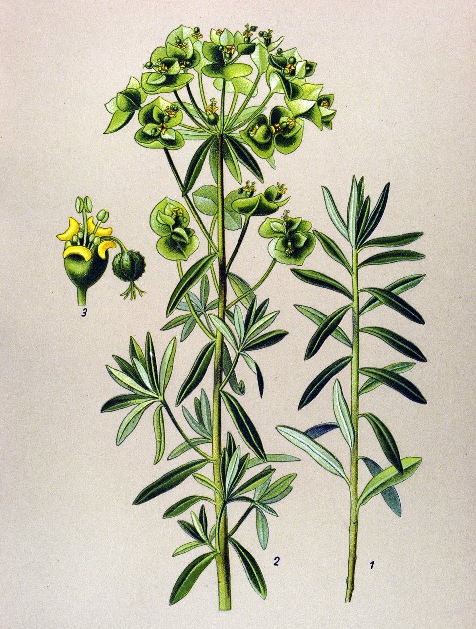 植物板，静脉植物（有毒）：圆叶酢浆草（Euphorbia Peplus） 作者 未知艺术家