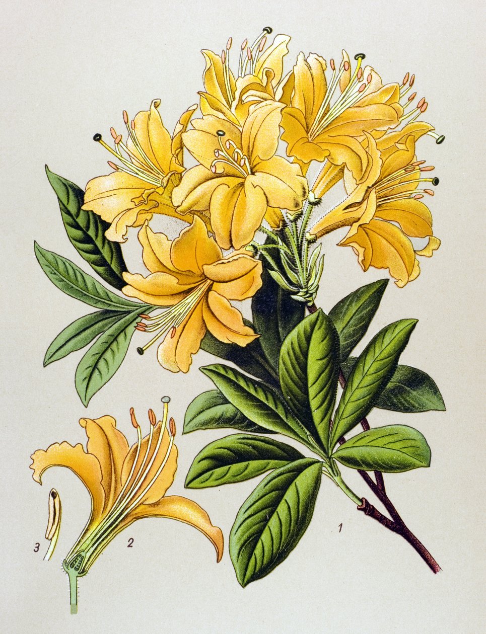 植物板，有毒植物（有毒）：黄杜鹃（Rhododendron uteum） 作者 未知艺术家