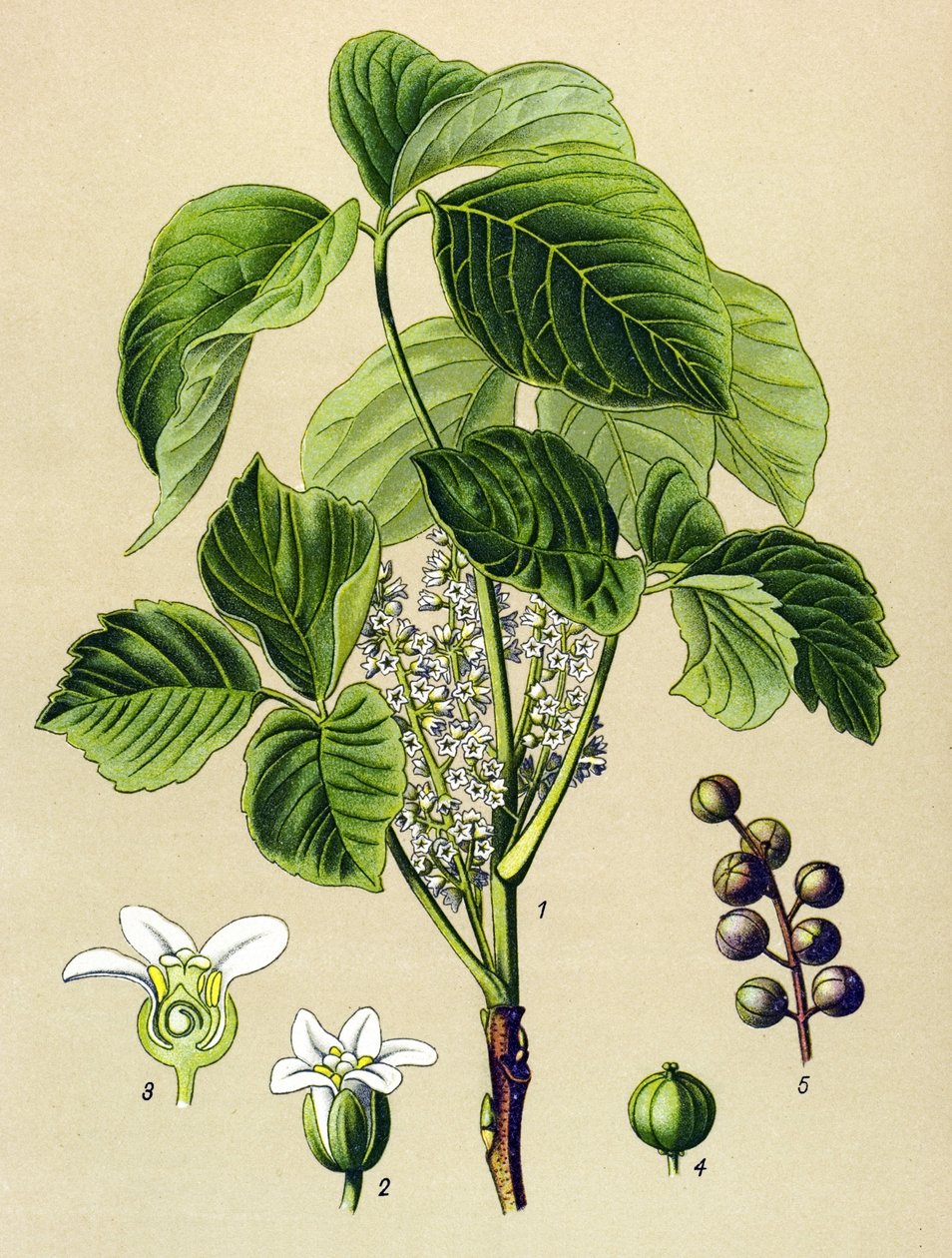 植物板，有毒植物（有毒）：攀援漆树（Rhus有毒odendron） 作者 未知艺术家
