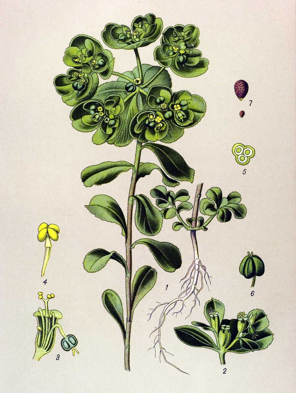 植物板、静脉植物（有毒）：唤醒晨光或小光（Euphorbia helioscopia）。 作者 未知艺术家