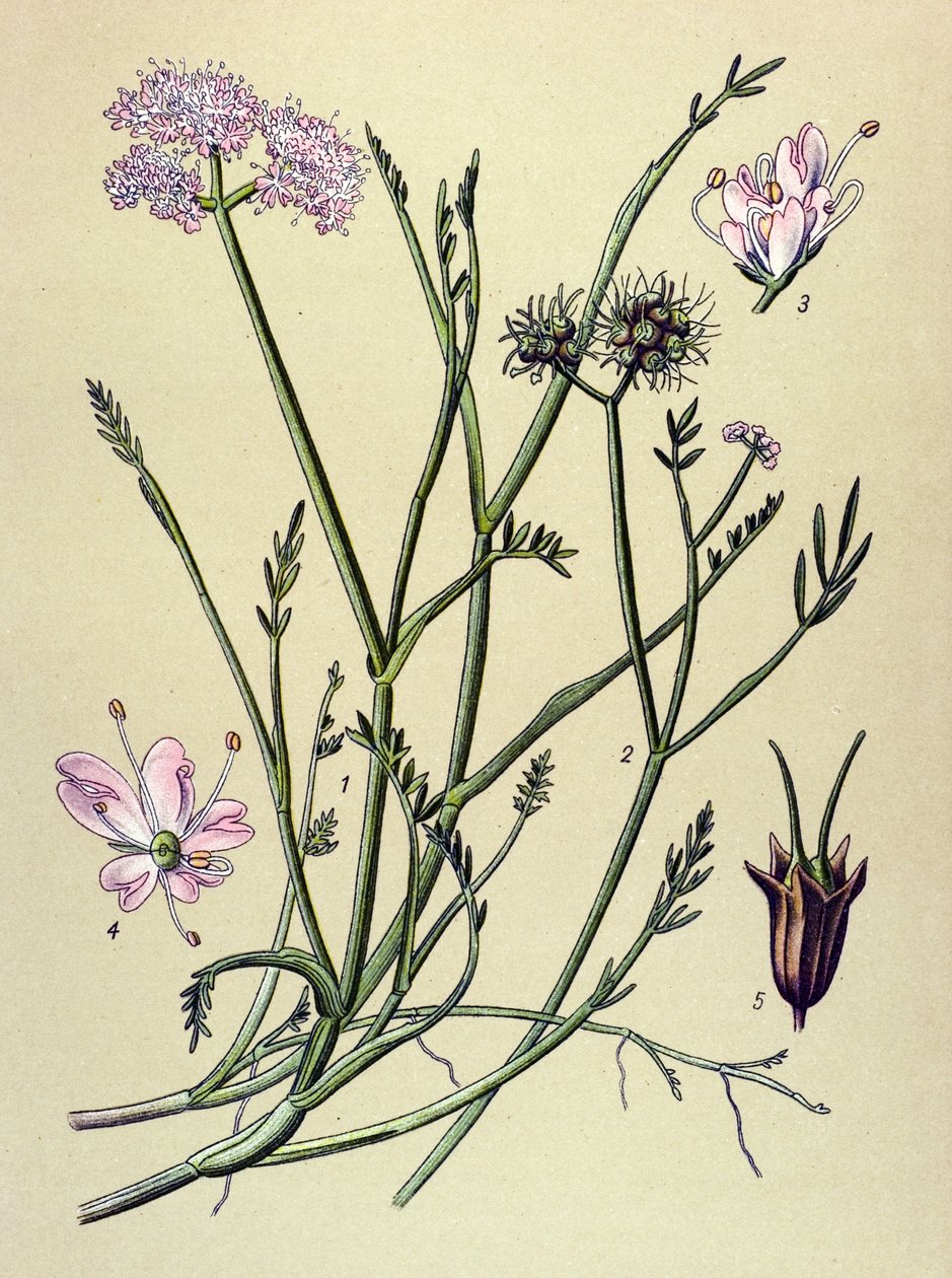 植物板，静脉植物（有毒）：瘘管（Oenanthe fistulosa） 作者 未知艺术家