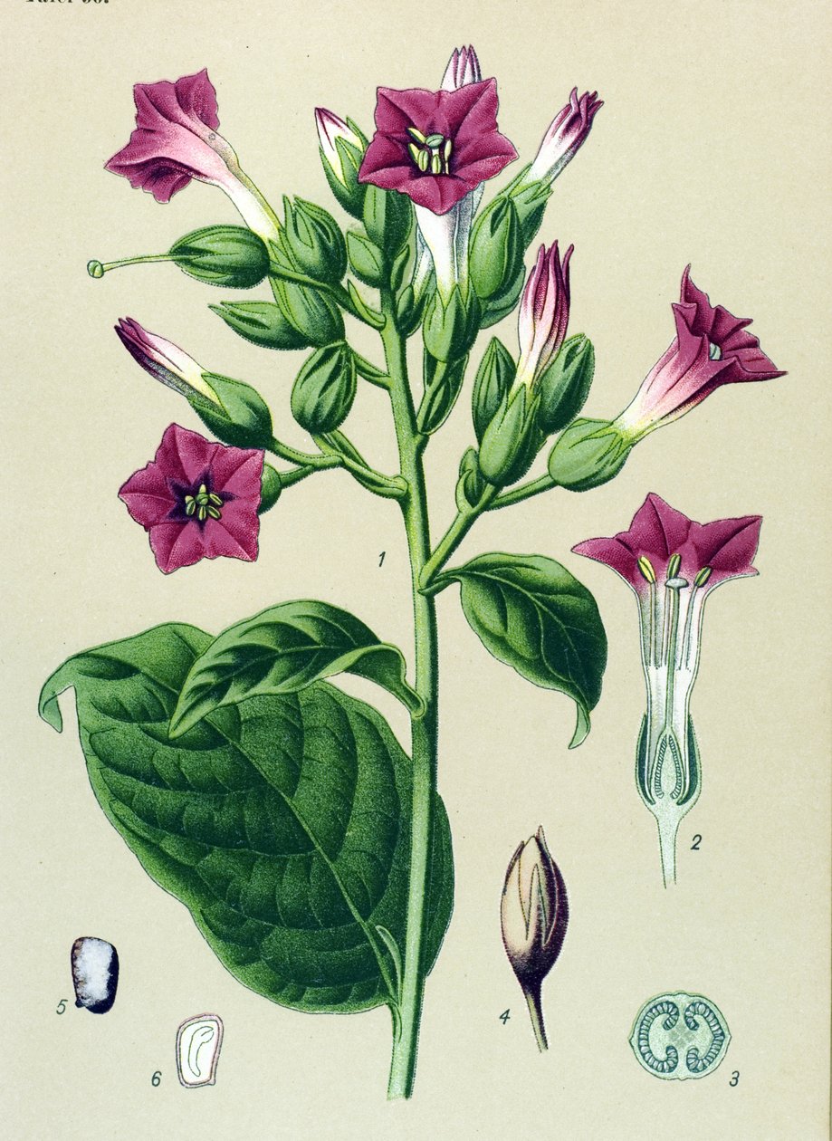 植物板，有毒植物（有毒）：观赏烟草（Nicotiana tabacum） 作者 未知艺术家