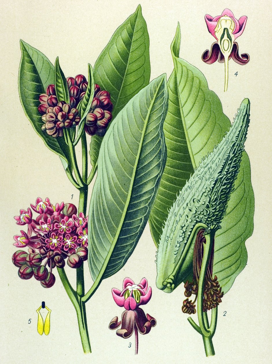 植物板，静脉植物（有毒）：鹦鹉草（Asclepias Cornuti） 作者 未知艺术家