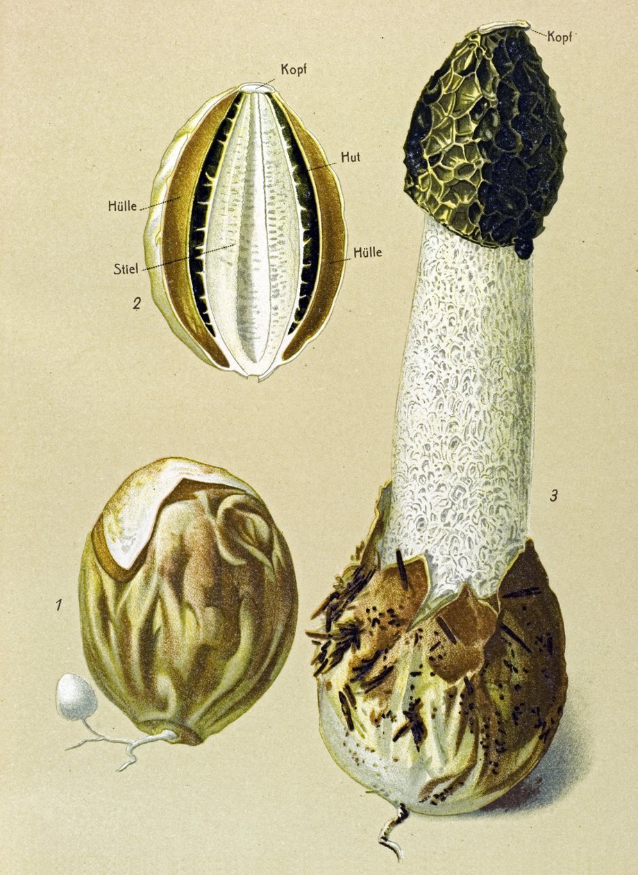 带有食用菌的植物板：臭沙特尔（Phallus impudicus） 作者 未知艺术家