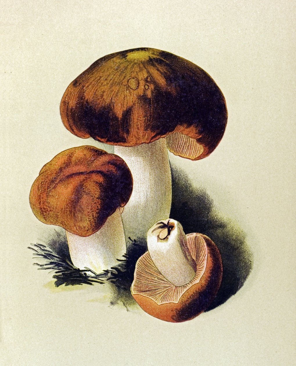 带有毒菌（有毒）的植物板：Russule foetens (Russula foetens) 作者 未知艺术家